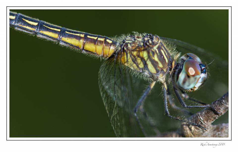 Dragonfly 12d.jpg